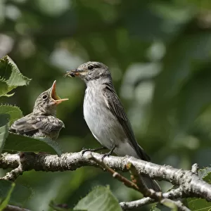 New World Warblers Related Images