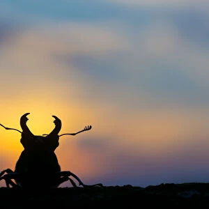 Stag beetle (Lucanus cervus) silhouetted at sunset. The Netherlands. August