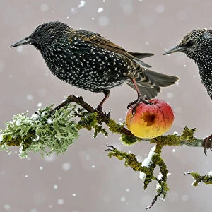 Starlings (Sturnus vulgaris), adults perched on branch in winter feeding on apple