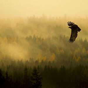 Steppe Eagle (Aquila nipalensis) in flight at dawn over misty forest, Czech Republic