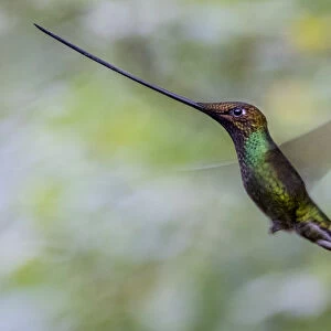 Sword billed hummingbird (Ensifera ensifera) in flight, Guango, Napo, Ecuador