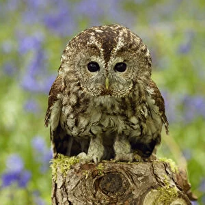 Tawny Owl juvenile portrait on tree stump {Strix aluco} Wiltshire, UK