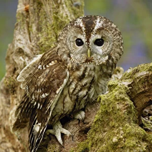 Tawny Owl on tree stump {Strix aluco} Wiltshire, UK captive