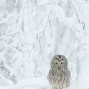 Ural Owl (Stix uralensis) resting in snowy tree, Kuusamo Finland February