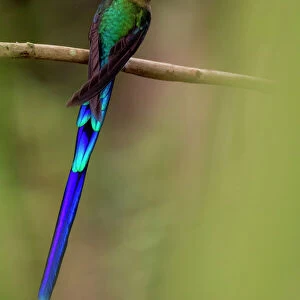 Blue Tailed Hummingbird