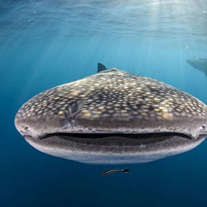 Whale shark (Rhincodon typus) front view portrait, Cenderawasih Bay, West Papua. Indonesia