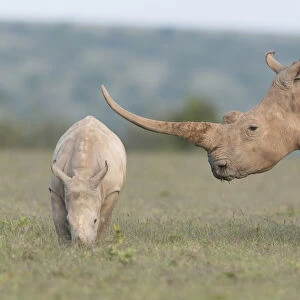 White rhinoceros (Ceratotherium simum) with unusually shaped horn, Solio Game Reserve