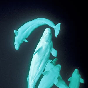 White whales (Beluga) underwater Arctic