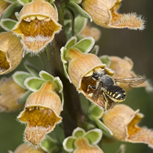 Wool carder bee (Anthidium manicatum) female entering Rusty foxglove (Digitalis ferruginea) flower