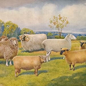 Breeds of sheep, c1902 (c1910). Artist: Frank Babbage