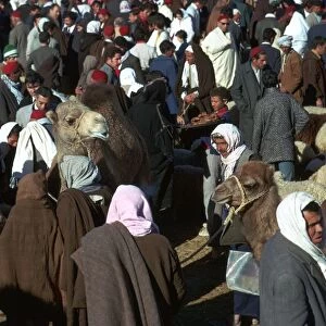 Camel market in Sousse, Tunisia