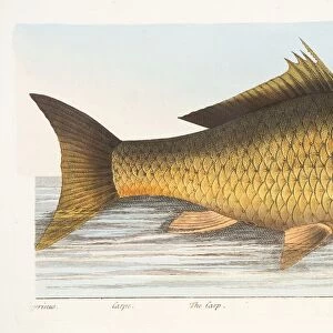 The Carp, from A Treatise on Fish and Fish-ponds, pub. 1832 (hand coloured engraving)