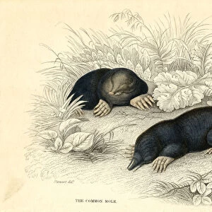 The common cole (Talpa europea), 1828