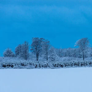 Danish Winter Morning. Creator: Dorte Verner
