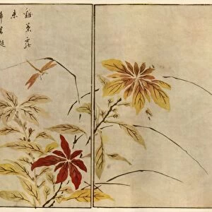 Dragonfly with plants, 1746, (1924). Creator: Ooka Shunboku
