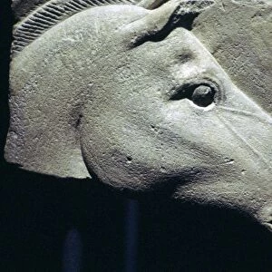 Egyptian relief of a horses head