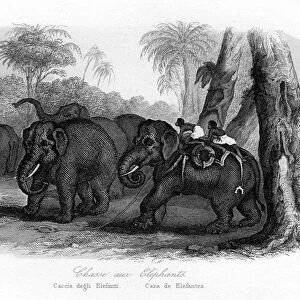 Elephant hunt, India, c1840