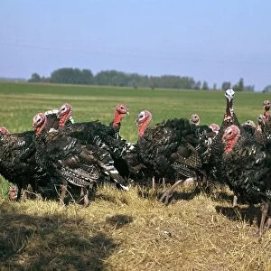 Flock of turkeys in Hungary. Artist: CM Dixon