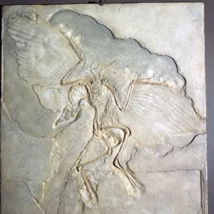 Fossil of Archaeopteryx Lithographica. Late Jurassic, (20th century)
