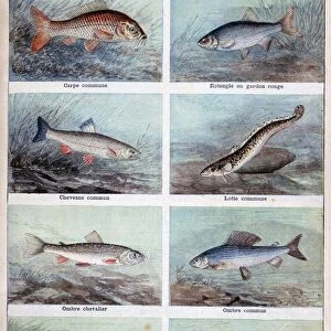 Freshwater fish, 1898. Artist: F Meaulle