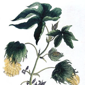 Gossypium - cotton plant, 1823. Artist: Neale and Son