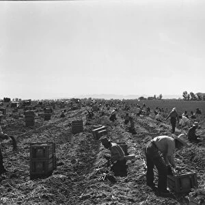 Large scale agriculture, near Meloland, Imperial Valley, 1939. Creator: Dorothea Lange