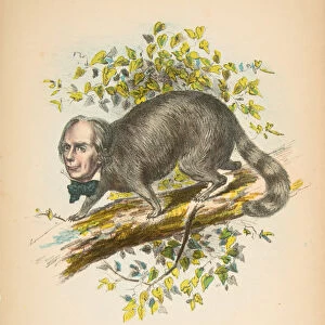 Same Old Coon (Henry Clay), from The Comic Natural History of the Human Race, 1851