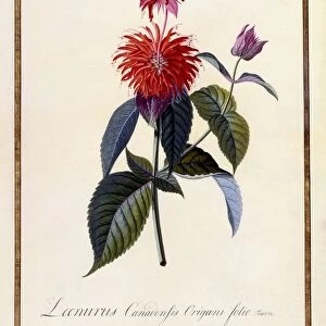 Oswego Tea Plant, c 1740 (hand coloured engraving)