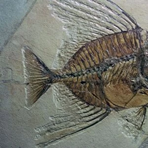 Rare fossilised fish