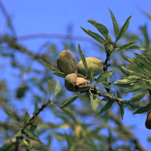 Ripe almonds in Sicily in August