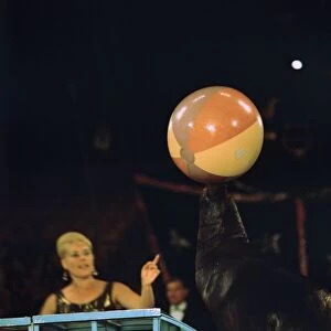 Sea lion and ball at the Moscow Circus