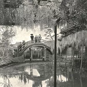 The Shinji-No-Ike Pond and wisteria, Kameido, Tokyo, Japan, 1895. Creator: Unknown