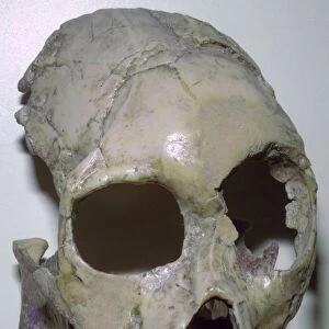 Skull of Proconsul Africanus
