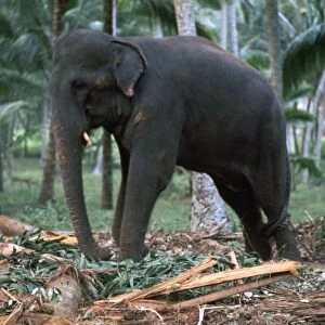 Sri Lankan elephant. Artist: CM Dixon