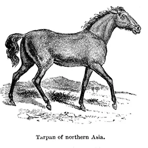 Tarpan, 1850