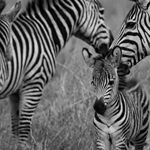 Zebra Family. Creator: Viet Chu