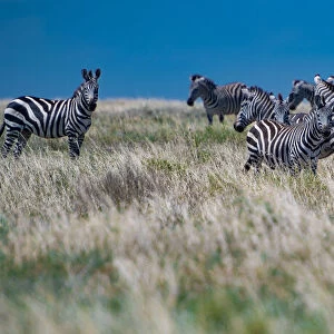 Zebra in the Field. Creator: Viet Chu