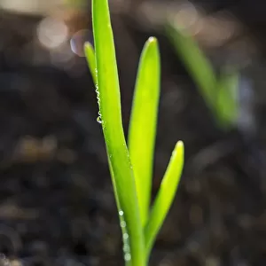 Close Up Of An Early Onion Plant With Water Droplets; Calgary, Alberta, Canada