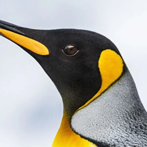 Close Up Of The Head Of A King Penguin (Aptenodytes Patagonicus) With A Black Head And Grey Back With An Orange Beak And Throat, Blurred Background; Antarctia
