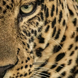 Close-up of leopard face