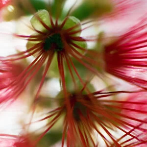 Crimson Bottlebrush (Callistemon Citrinus), Abstract Of Flower Detail