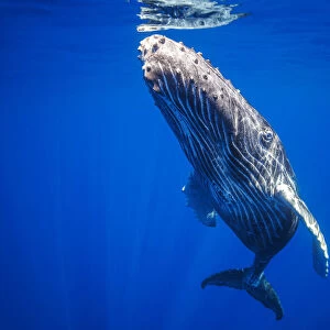 Curious young Humpback whale (Megaptera novaeangliae) underwater; Hawaii, United States of America