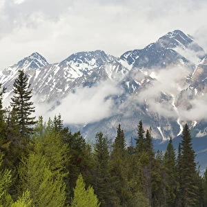 A Forest And The Rocky Mountains; Jasper, Alberta, Canada