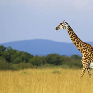 Masai giraffe (Giraffa camelopardalis tippelskirchi), female adult walking in savanna, Msai Mara National Reserve, Kenya, Africa