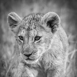 Monochrome lion cub crosses grass lifting paw