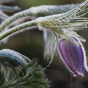 Pasque Flower Blooms In The Garden; Oregon, United States Of America