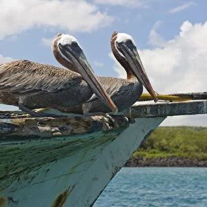 Two Pelicans (Pelecanus Occidentalis) On A Derelict Boat In The Harbor; San Cristobal, Galapagos Islands, Ecuador