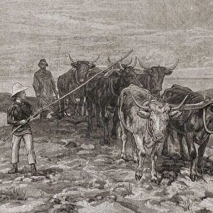 Ploughing on the Sussex Downs, England in the 19th century. From The London Illustrated News, published 1881