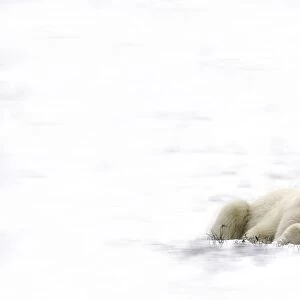 Two Polar Bears Laying Together