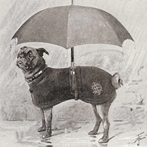 A Pug Wearing Boots, Coat And Umbrella To Protect It From The Rain. From The Strand Magazine, Published 1896